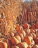 Special Event Insurance, St. Joseph, Missouri