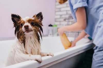 Pet Grooming and Pet Sitting Insurance in St. Joseph, MO by Randy Wagers Insurance Agency