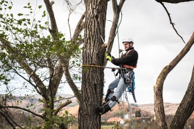 Tree Trimming Insurance in St. Joseph, MO by Randy Wagers Insurance Agency